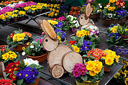 复活节兔子,木质,光盘,站立,樱草花