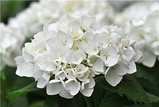 白色,八仙花属,绣球花