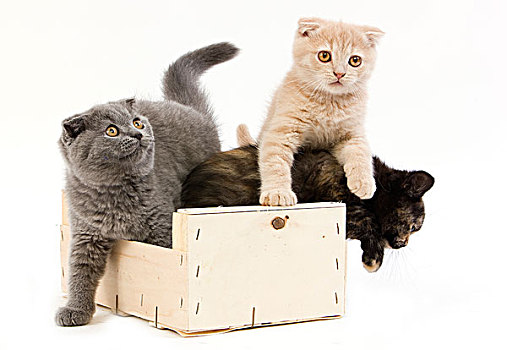 黑色,英国短毛猫,蓝色,苏格兰折耳猫,小猫,2个月大,玩,篮子