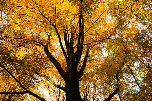 树,早,秋天