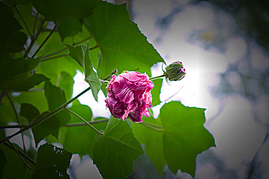 美艳的芙蓉花,木芙蓉,拒霜花,木莲,地芙蓉,华木