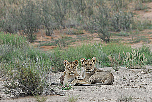 南非,卡拉哈里沙漠,卡拉哈迪大羚羊国家公园,幼狮,狮子,大型猫科动物