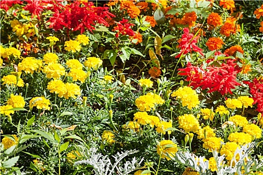 黄色,红色,石竹类植物,花,绿色,花坛