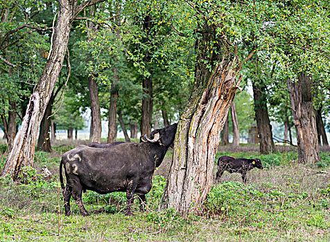 匈牙利,水牛,卡帕纳普斯特,靠近,巴拉顿湖,水,农业,大幅,尺寸