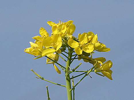 春季黄色油菜花特写自然景观