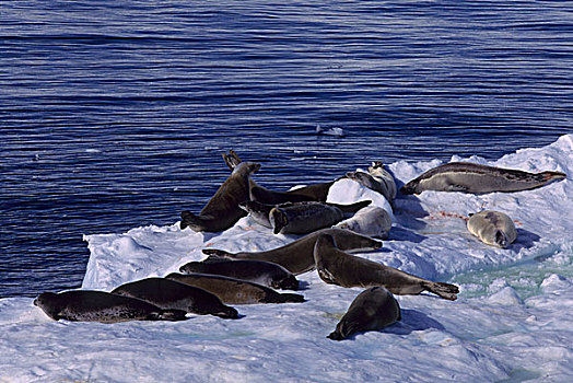 南极半岛,湾,食蝦海豹,浮冰