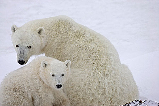 北极熊,幼兽,坐,挨着,母亲,阴天,下午,丘吉尔市,曼尼托巴,加拿大,冬天