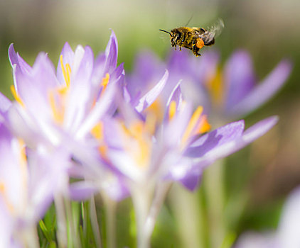 飞,蜜蜂,授粉,紫色,藏红花,花