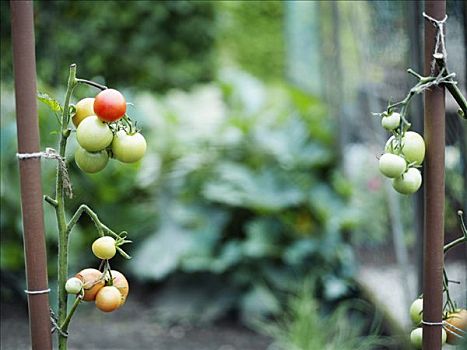 西红柿,番茄植物