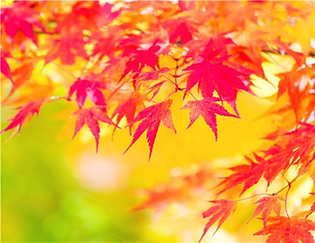 黄色,红枫,离开,秋天