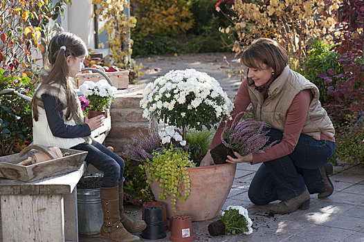 女人,种植,陶制器具,白色,菊花,茎
