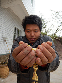 重庆市云阳县外郎乡的粮食大豆