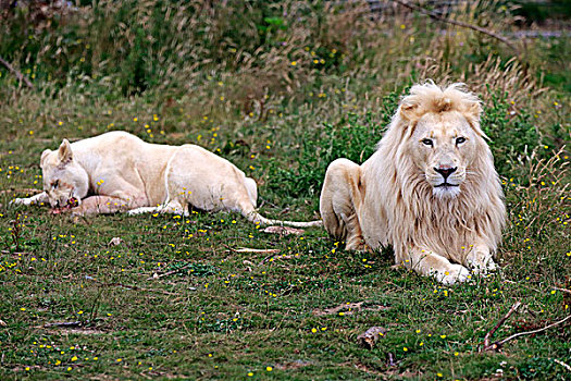 狮子,成年,一对,白色,彩色,变异,雌性,进食,非洲,俘获,英格兰,英国,欧洲