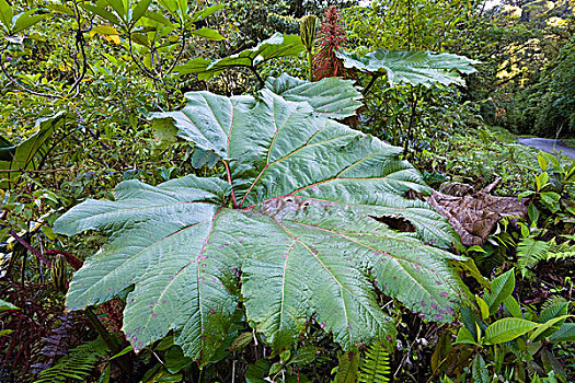 根乃拉草,山,雨林,国家公园,哥斯达黎加,中美洲