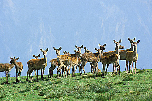 赤鹿,鹿属,鹿,牧群,女性