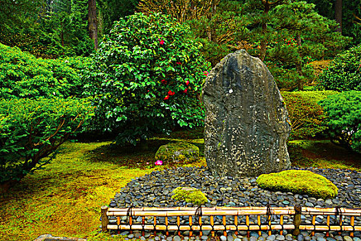 花园,波特兰,日式庭园,俄勒冈,美国