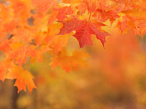 红枫,叶子,秋天,安大略省,加拿大