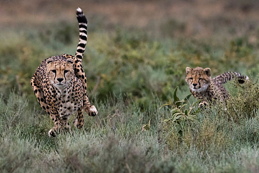女性,印度豹,猎豹,幼兽,跑,恩戈罗恩戈罗,保护区,塞伦盖蒂,坦桑尼亚