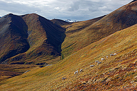 野大白羊,白大角羊,克卢恩国家公园,育空,加拿大