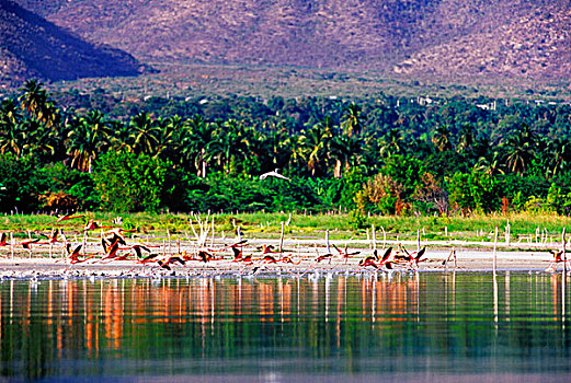 火烈鸟,多米尼加共和国,加勒比
