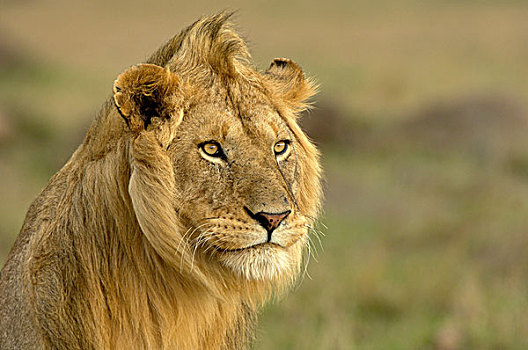 狮子,成年,雄性,头像,警惕,马赛马拉,肯尼亚,非洲