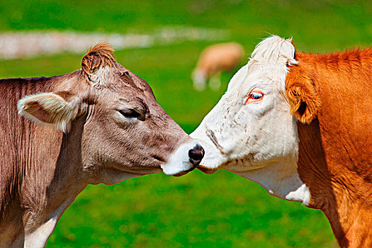 瑞士,母牛,站立,相爱