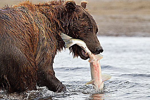 棕熊,湾,卡特麦国家公园,阿拉斯加,美国