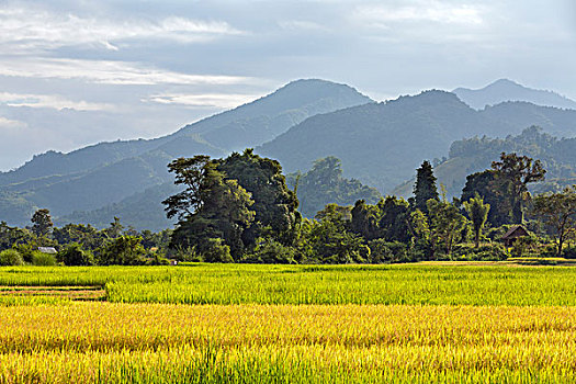 老挝,省,成熟,稻米,稻田,边界,北方,山地