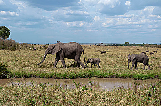 非洲象,幼兽,马赛马拉国家保护区,裂谷,肯尼亚,非洲