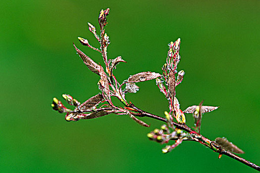 雪,招展,雨,花园,起点,威尔士,英国,欧洲