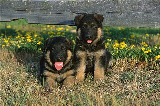 德国牧羊犬,狗,肖像,两个,小狗