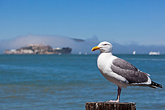海鸥,正面,阿尔卡特拉斯岛,监狱,岛屿,旧金山,加利福尼亚,美国,北美