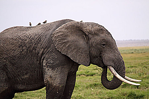 肯尼亚非洲象-头部特写