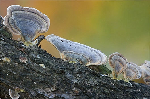 蘑菇,秋天