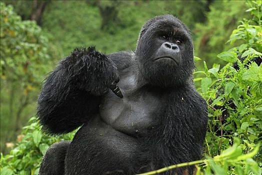 山地大猩猩,大猩猩,银背大猩猩,指向,胸部,火山国家公园,卢旺达