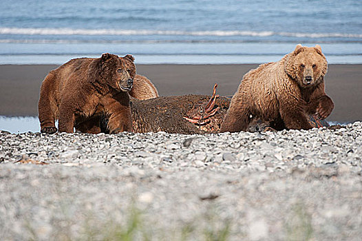 科迪亚克熊,棕熊,海豹,海岸,阿拉斯加,美国