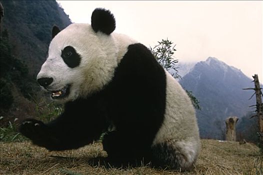 大熊猫,卧龙,熊猫,保存,四川,中国