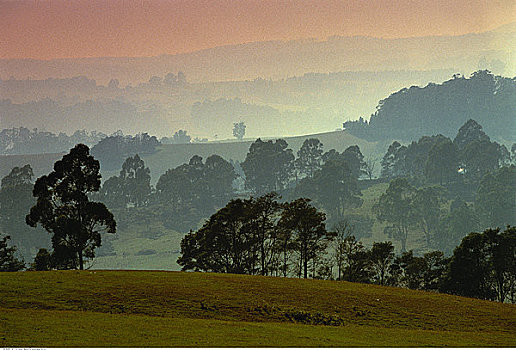 俯视,绵延起伏,树,薄雾,日落,塔斯马尼亚,澳大利亚