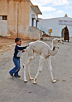 小男孩,单峰骆驼