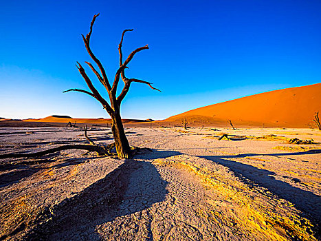 死,骆驼,刺,树,死亡谷,正面,沙丘,盐磐,索苏维来地区,纳米布沙漠,纳米比诺克陆夫国家公园,纳米比亚,非洲