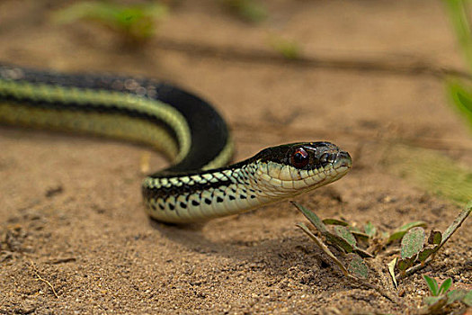 蛇,国家公园,马达加斯加,非洲