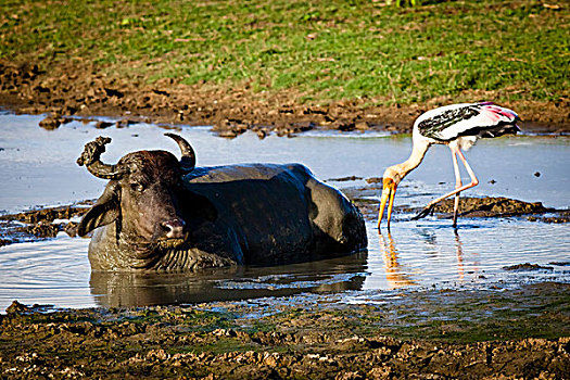 水牛,彩鹳,国家公园,斯里兰卡