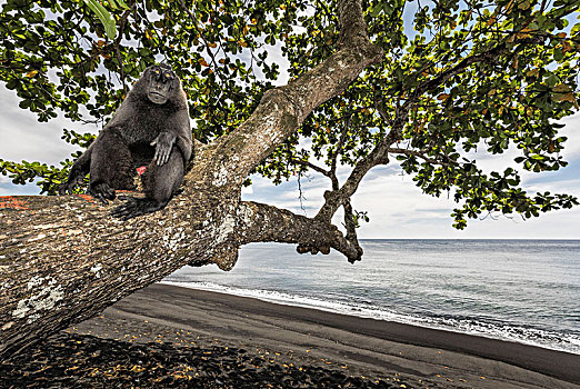 黑色,短尾猿,弥猴属,国家公园,北方,苏拉威西岛,印度尼西亚,亚洲