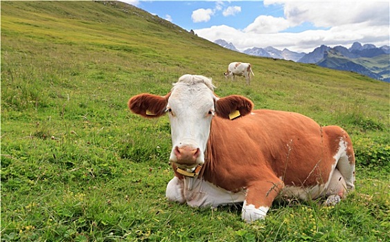 高山牧场,母牛