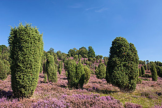 乡村,花,石南花,桧属植物,石南,自然公园,靠近,下萨克森,德国,欧洲