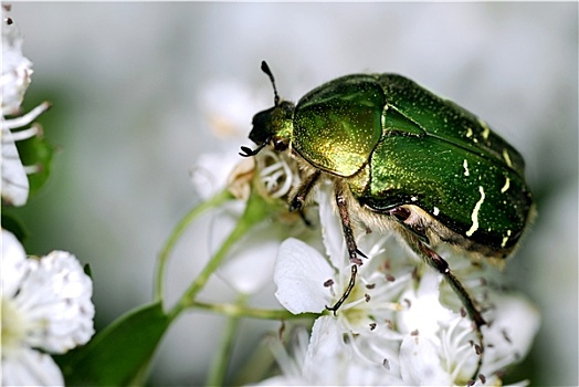 甲虫,白色背景,花