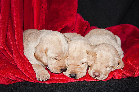三个,黄色拉布拉多犬,小狗,睡觉,红色,毯子