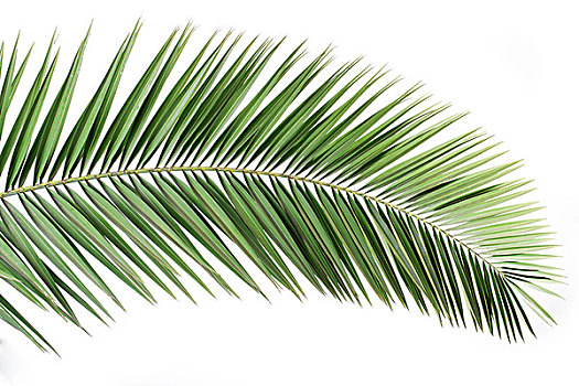 棕榈叶,隔绝,白色背景
