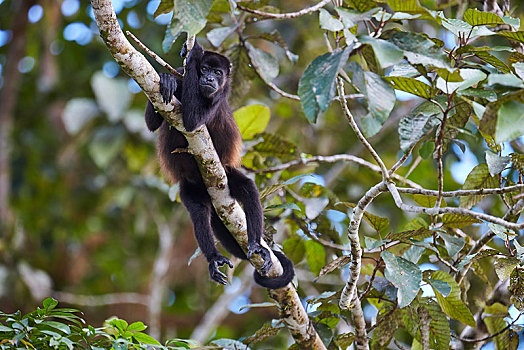 啸猴,躺着,树枝,住宿,北方,哥斯达黎加