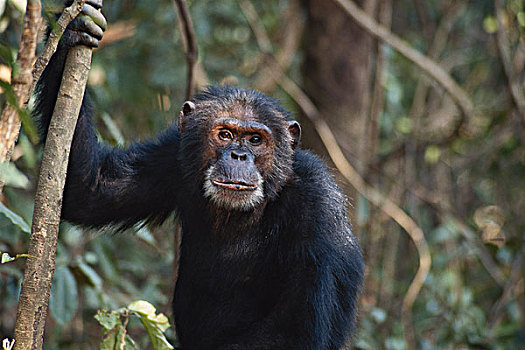 坦桑尼亚,冈贝河国家公园,雄性,黑猩猩,坐在树上,大幅,尺寸